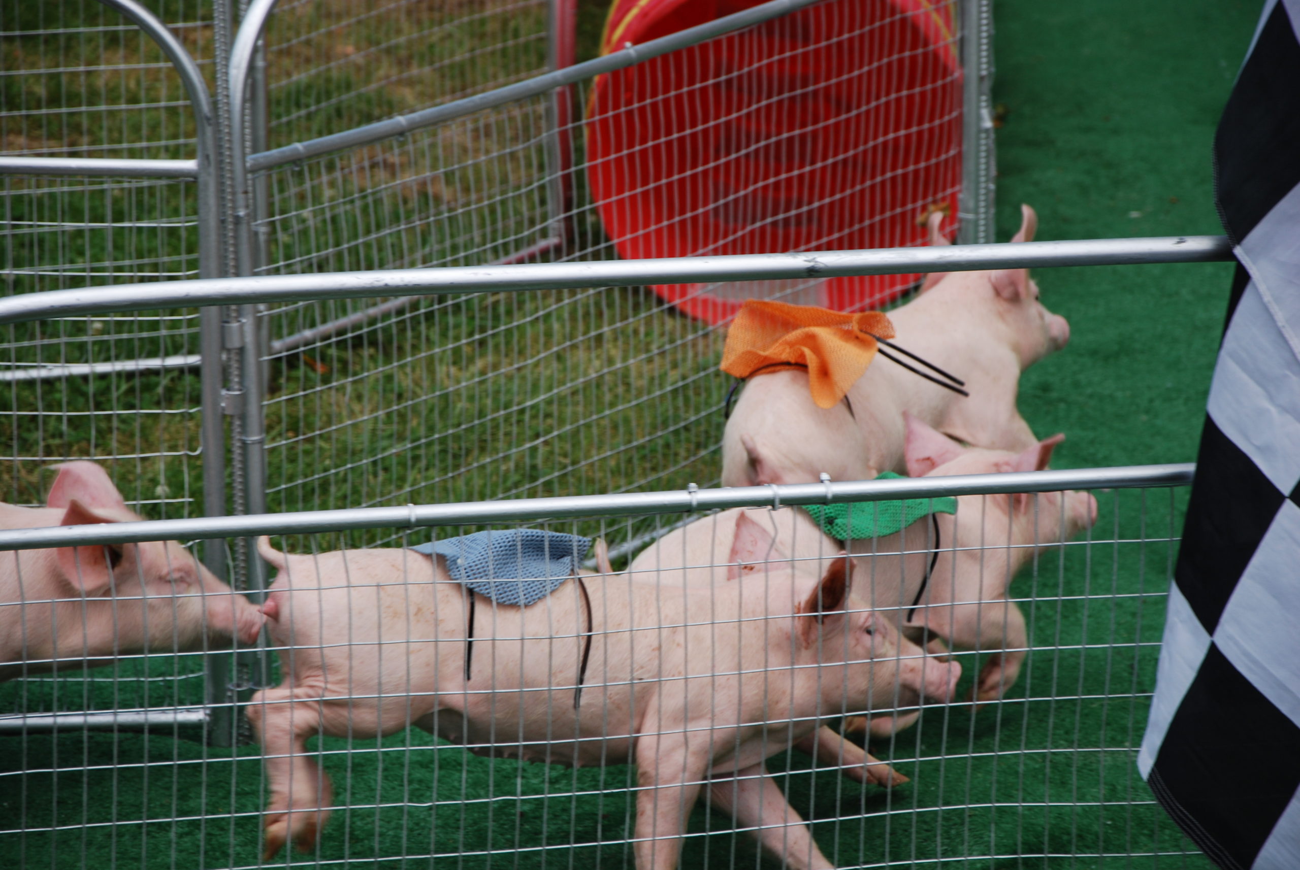 Dundalk Heritage Fair Pig Races